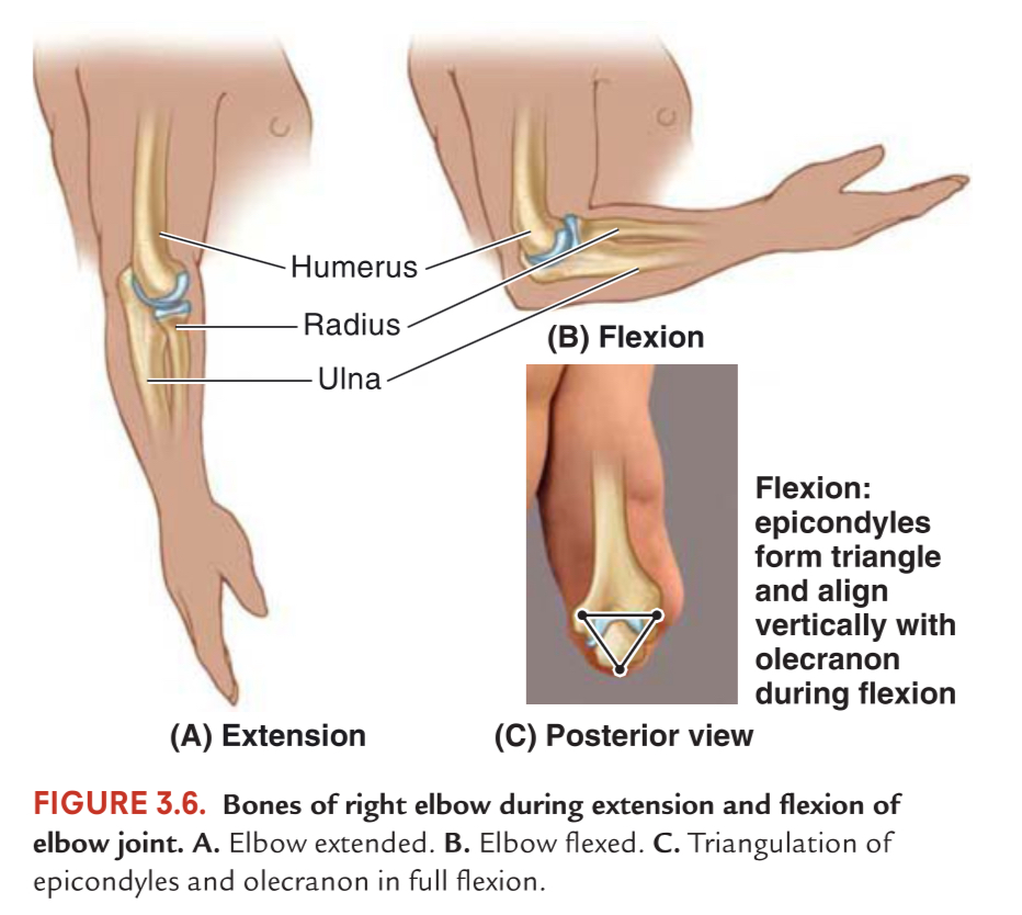 <p><span>What is the relationship between the olecranon and epicondyles in different elbow positions?</span></p>