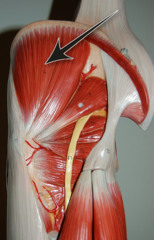 <p>Insertion</p>