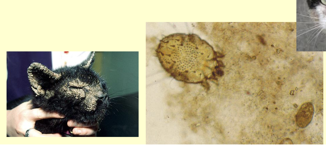 <p>What is the genus of this mite?</p>