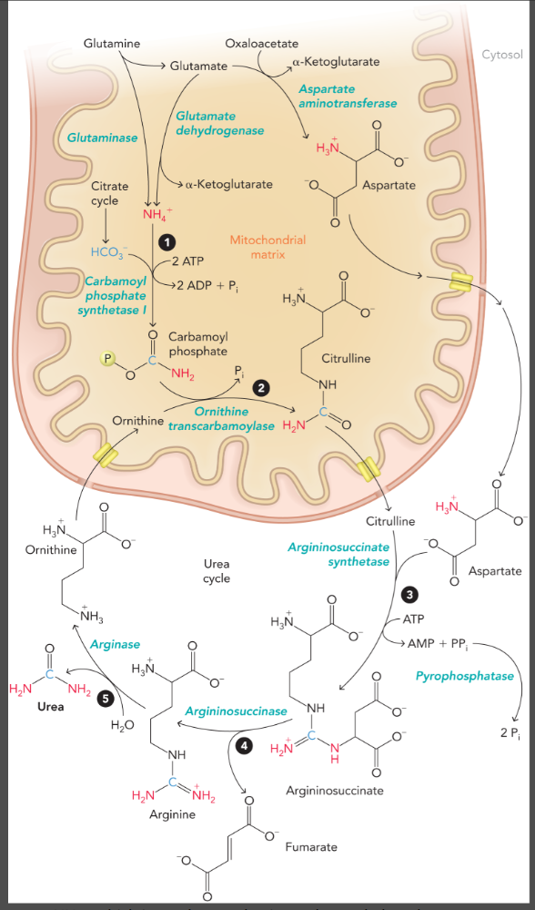<ul><li><p>carbamoyl phosphate (first nitrogen atom) is formed in the mitochondrial matrix by ATP-dependent carbamoyl phosphate synthetase I </p></li><li><p>citrulline is formed from carbamoyl phosphate and ornithine by ornithine transcarbamoylase </p></li><li><p>citrulline is exported to the cytosol to form argininosuccinate from aspartate (second nitrogen atom) which is catalyzed by argininosuccinate synthetase and pyrophosphatase </p></li><li><p>argininosuccinate is cleaved by argininosuccinase to yield fumarate and arginine (arginine contains both nitrogen atoms)</p></li><li><p>arginase converts arginine to urea and ornithine to complete the cycle </p></li></ul><p></p>