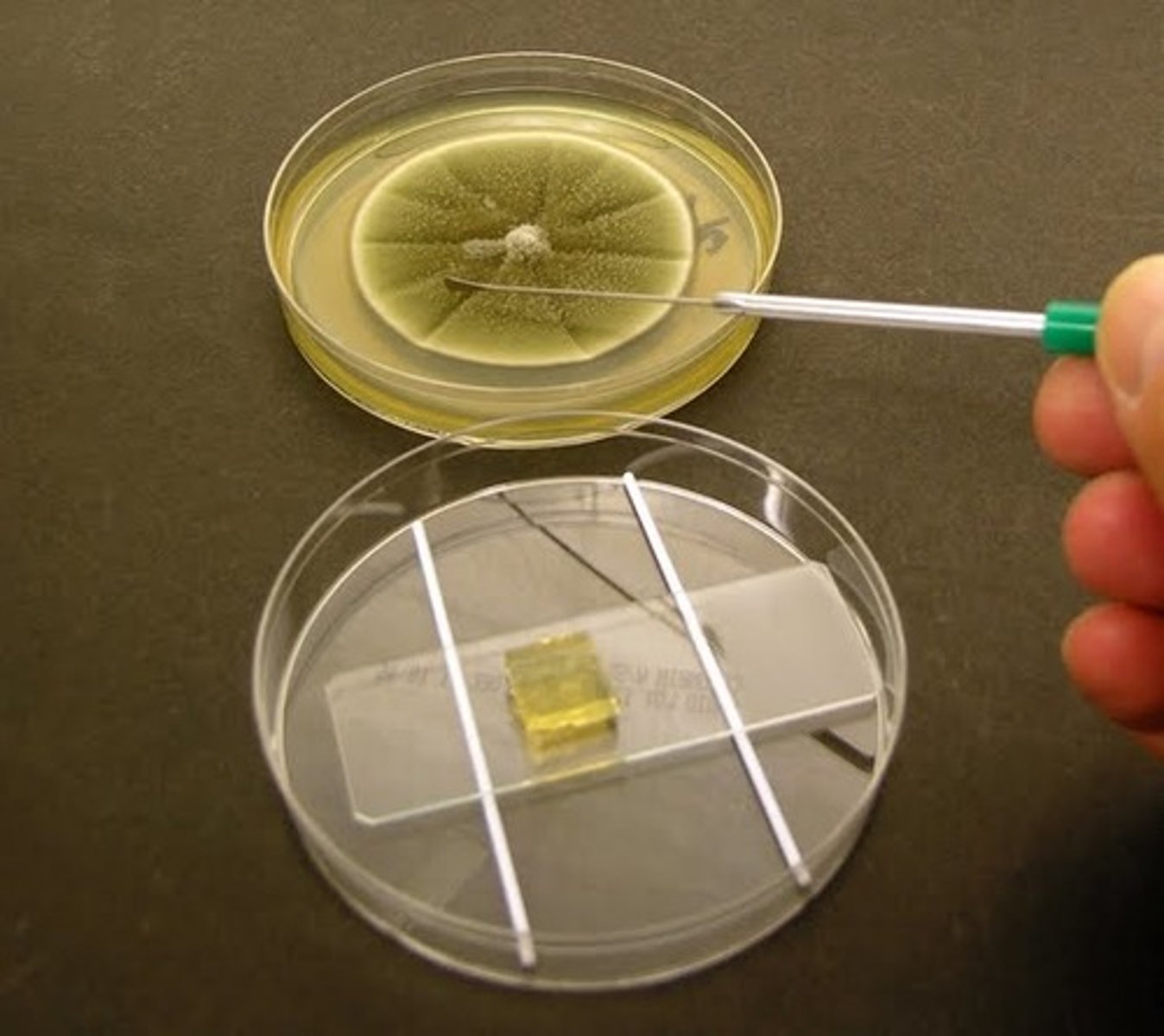 <p>Best method for preserving and observing actual structures of fungi</p>