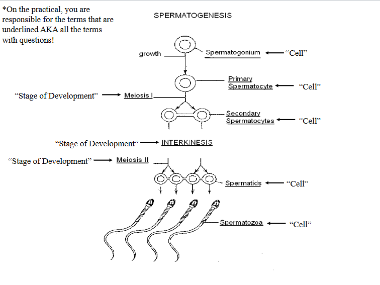 <p>Identify the 1 - “Cell”</p>