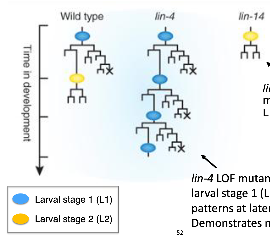 <ul><li><p><em>lin4 </em>and <em>lin-14</em> LOF lineages differ from WT animals</p></li><li><p>lineages of the T cell, a lateral hypodermal cell are shown. </p></li><li><p><em>lin-4</em> LOF mutants repeat larval stage 1 (L1)-specific patterns at later stages → demonstrates neoteny (retention of juvenile physical or behavioral traits into adulthood)</p></li><li><p><em>lin-14</em> LOF mutants skip the L1 pattern</p></li><li><p><strong>therefore, <em>lin-4</em> must suppres L1, whereas <em>lin-14</em> must promote L1</strong></p></li></ul><p></p>