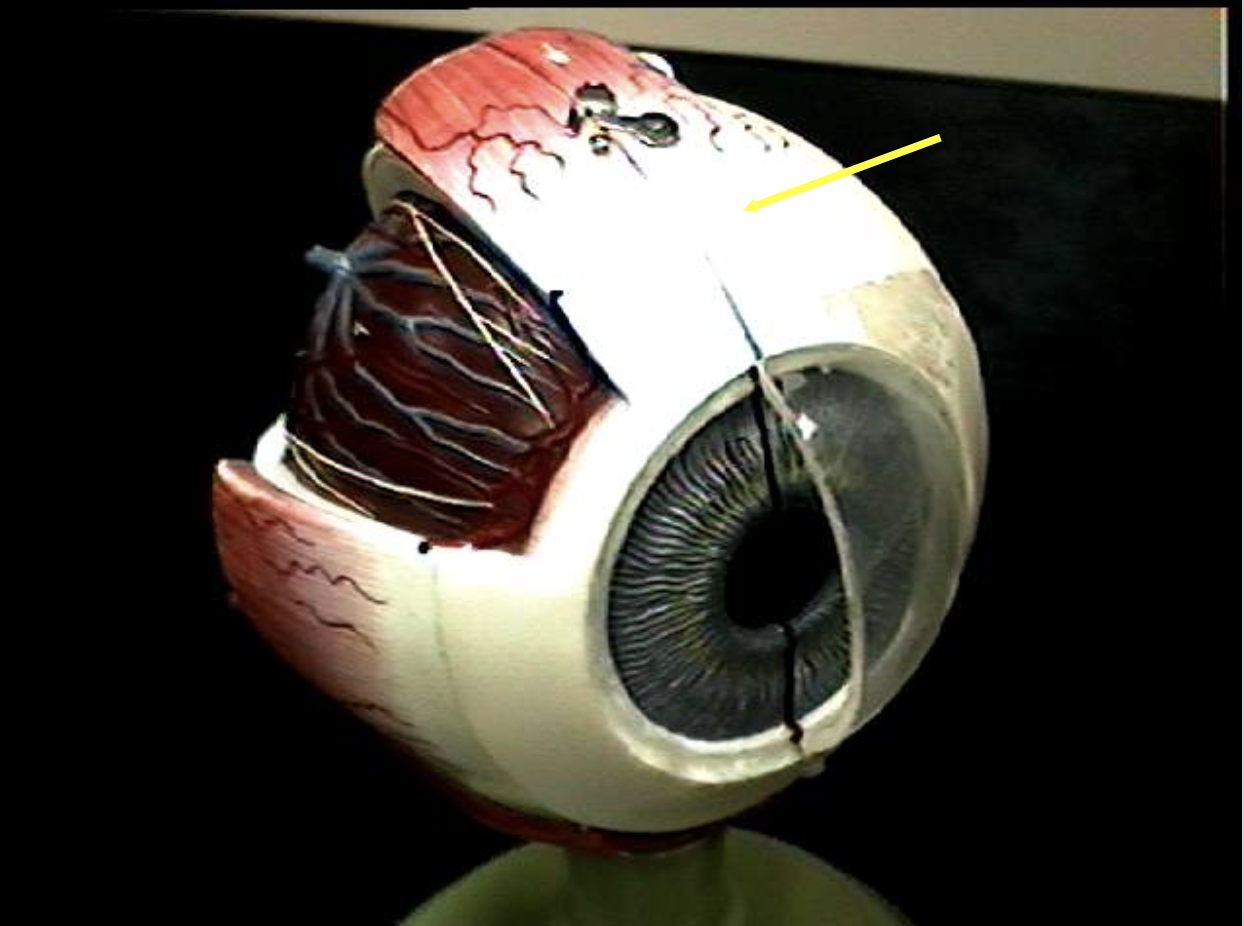 <p>Identify the eye parts. </p>