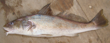 <p> have a more slender, elongated body with a single, distinct chin barbel</p>