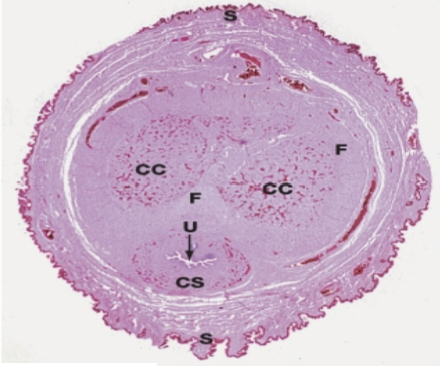 <p>What organ is this?</p>
