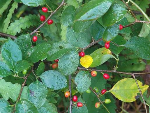 <p>A dense, multi stemmed, understory shrub, growing beneath the forest canopy and low, damp areas</p>