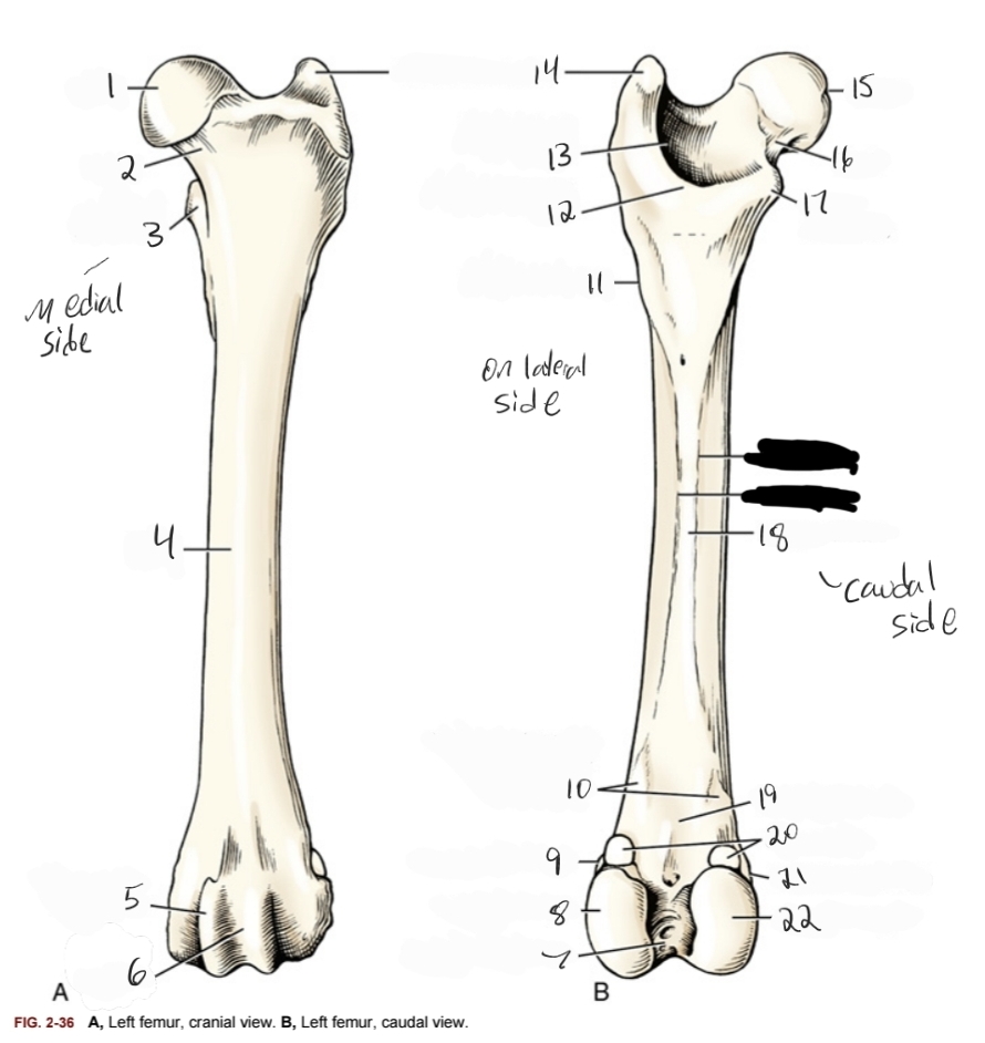 <p>21</p>