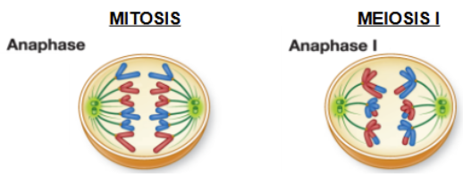 <p>Homologous chromosome pairs are pulled apart —> centrosomes do NOT separate, so each chromosome still contains <mark data-color="yellow" style="background-color: yellow; color: inherit;">two sister chromatids</mark></p>