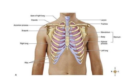 <p><strong>Where are the lungs located anteriorly?</strong></p>