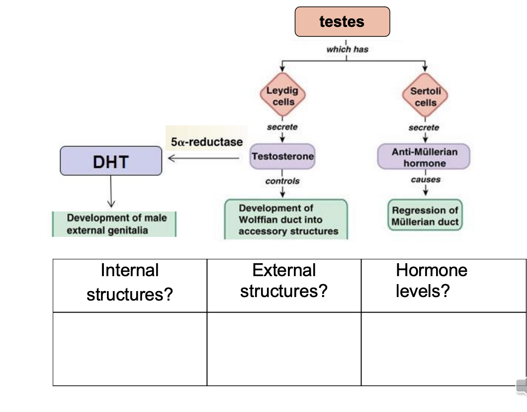 <p>What is androgen insensitivity</p><ul><li><p>Explain what it is and why does it happen</p></li><li><p>What other hormone is affected</p></li><li><p>Three things/symptoms to expect (fill out the form)</p><ul><li><p>Internal structure</p></li><li><p>external structure</p></li><li><p>hormone levels</p></li></ul></li></ul><p></p>