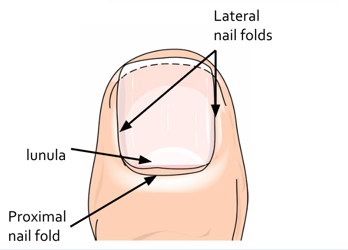 <ul><li><p>Nail <strong>matrix</strong> produces heavily <strong>keratinized</strong> cells, becoming the nail body</p><ul><li><p>Nail body is pink due to the presence of capillaries</p></li></ul></li><li><p>Nail is protected on <strong>three </strong>sides by nail <strong>folds</strong></p></li><li><p><strong>Lunula </strong>- “little moon”; whiter due to thickness of nail</p></li></ul><p></p>