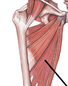 <p>Medial thigh; adducts thigh</p>