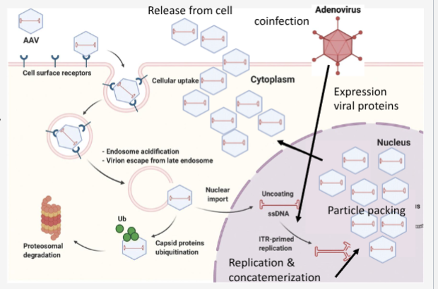 <ul><li><p>AAV binds to receptors</p></li><li><p>endocytosed into cell</p></li><li><p>endosomal escape </p></li><li><p>coat removal</p></li><li><p>second strand DNA synthesis </p></li><li><p>Co-infection with helper virus (specific gene products needed to express AAV replication and capsid proteins)</p></li><li><p>DNA replicates</p></li><li><p>Capsid made</p></li><li><p>virions assemble</p></li><li><p>release</p></li></ul><p></p>