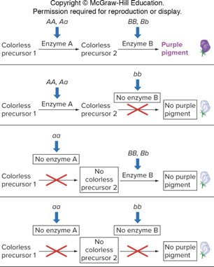 <p>9:7 ratio F<sub>2</sub></p><p>Two copies of each gene can mask the dominant allele of the other gene</p><ul><li><p>EX: Purple F1 progeny are produced by crosses of two pure-breeding white lines</p></li></ul><p></p>