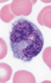 <p>monocyte</p>
