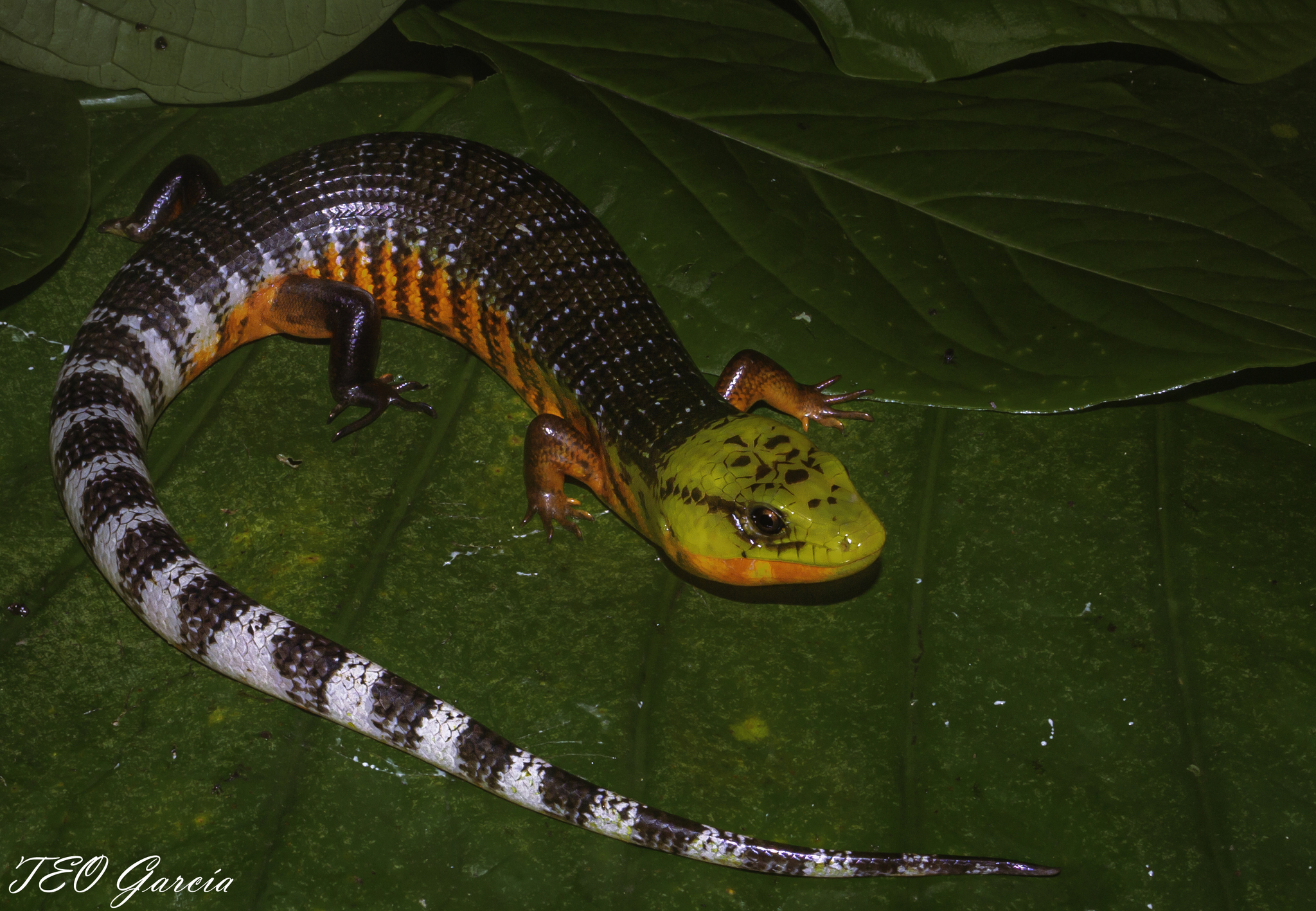 <p>Anguimorpha , Anguidae</p>