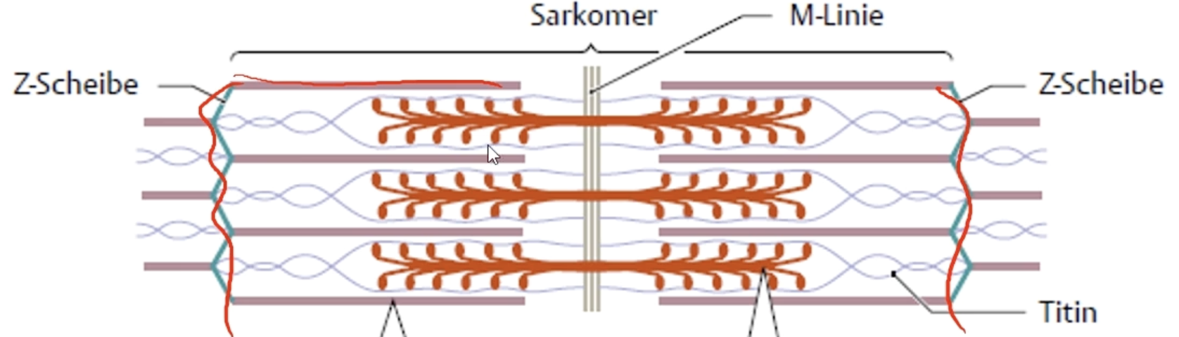 <ol><li><p>Z-Scheibe</p></li><li><p>Titin, Aktin & Myosin</p></li><li><p>M-Linie</p></li><li><p>Myosin, Aktin & Titin</p></li><li><p>Z-Scheibe</p></li></ol><p></p>