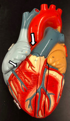 <p>comes off the right atrium</p>