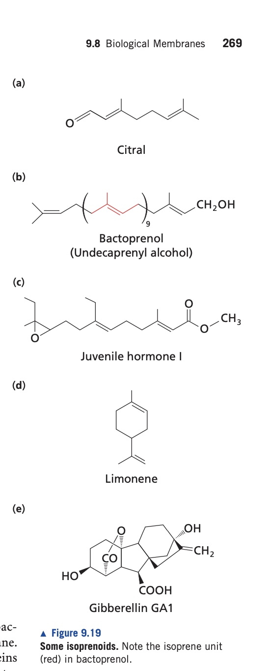 <ol><li><p>called terpenes —> used to modify and form a complex class of lipids called terpenoids.</p></li><li><p>NOT STEROIDS</p></li><li><p>Vitamins A,E, and K are isoprenoids that contain long hydrocarbon chains or fused rings. </p></li></ol><p></p>