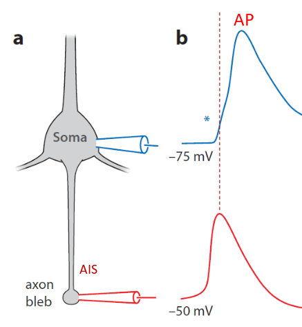 <p>why is it that the axon initial segment (AIS) fires first even if current is injected at the soma?</p>