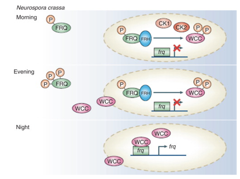 <p>functions in a similar but not identical manner to PER </p><ul><li><p>phosphorylated in morning enters and does not create more </p></li><li><p>at night WCC attaches to frq allowing for transcription</p></li></ul><p></p>