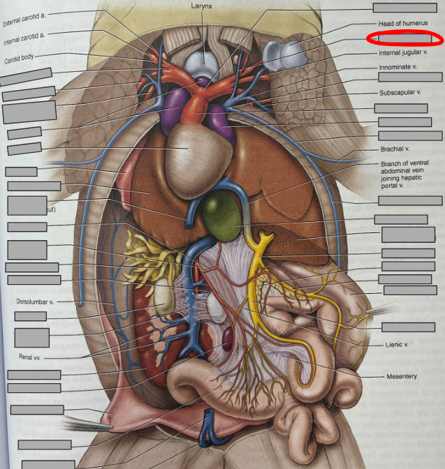 <p>What part of the organism is this?</p>