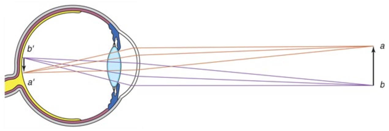 <p>Refraction of light by cornea and lens</p><ul><li><p>Regulation of the amount of light entering the eye by the iris</p></li></ul><p></p>