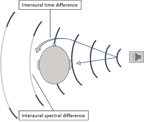 <p>Unless positioned directly in front of a listener, sounds heard <strong>angled</strong> away from the listener will be heard a <strong>different intensities</strong> between ears, due to the <strong>head blocking some soundwaves</strong>.</p><ul><li><p>This time difference is termed the <u><mark data-color="purple" style="background-color: purple; color: inherit;">Interaural </mark></u><strong><u><mark data-color="purple" style="background-color: purple; color: inherit;">intensity</mark></u></strong><u><mark data-color="purple" style="background-color: purple; color: inherit;"> difference</mark></u></p></li><li><p>Helps brain position sound sources</p></li></ul><p></p>