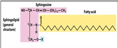 <p>have a backbone with aliphatic (non-aromatic) amino alcohols and have important functions in structural support, signal transduction, and cell recognition</p>