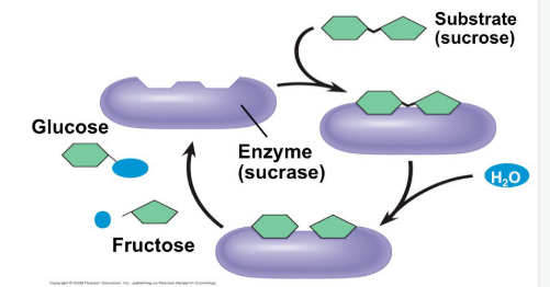 <p><span style="background-color: transparent; font-family: "Times New Roman", serif;">Enzymes and their general functions</span></p>