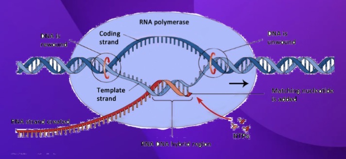 <p>Which process is shown in the diagram?</p>