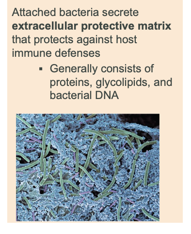 <p>self protective matrix formation</p>