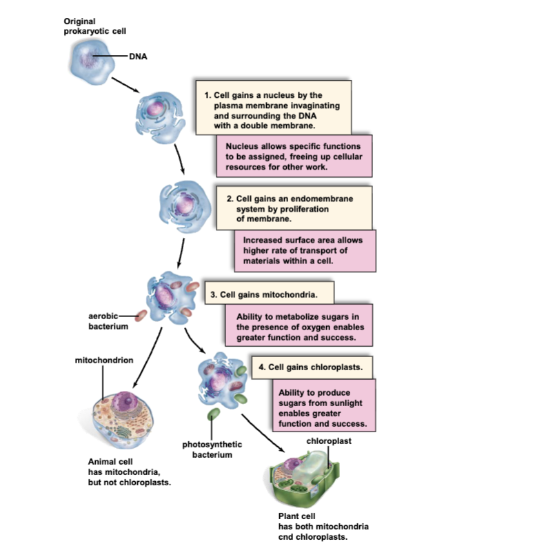 <ol><li><p>Cel gains a nucleus by the plasma membrane invaginating and surrounding the DNA with a double membrane. Nucleus allows specific functions to be assigned, freeing up cellular resources for other work.</p></li><li><p>Cell gains an endomembrane system by proliferation of membrane,</p></li><li><p>Cell gains mitochondria. Ability to metabolize sugars in the presence of oxygen enables greater function and success.</p></li><li><p>Cell gains chloroplasts. Ability to produce sugars from sunlight enables greater function and success.</p></li></ol><p></p>