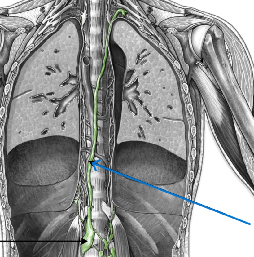 <p>Which lymphatic duct:</p><ul><li><p>On left side of body</p></li></ul><p></p>