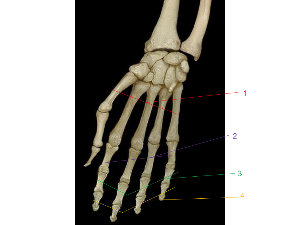 <p>what is #3 pointing at?</p>