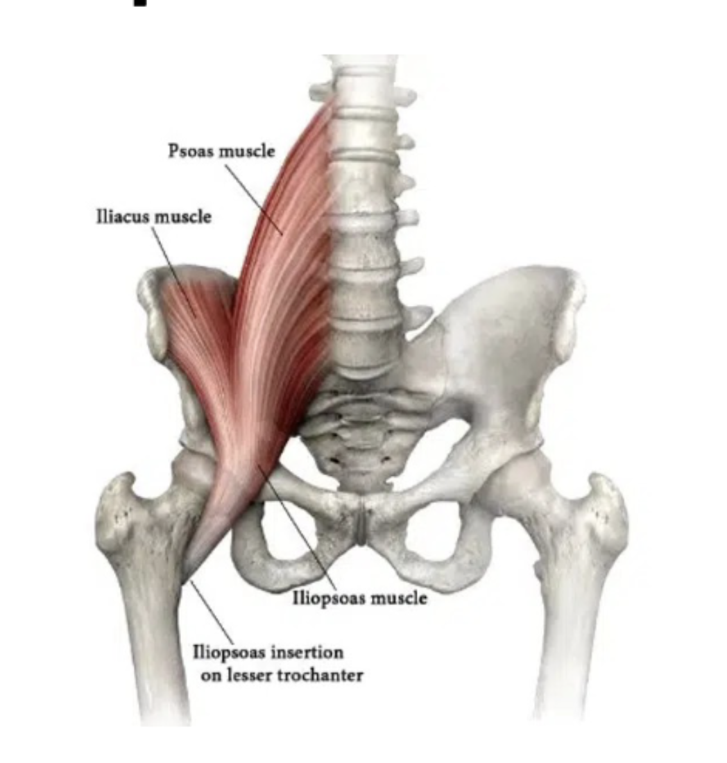 <p>shared ________ ___________ inserts on lesser trochanter</p>