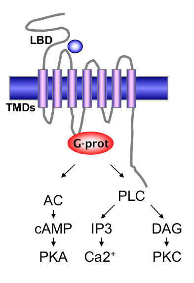 <p><span>receptor domains<br>• ligand binding domain (LBD)<br>• 7 transmembrane domains (TMDs)<br>• G-protein coupled<br>• mechanism<br>• peptide hormone binds to receptors<br>on the surface of the cell<br>• activates G-protein<br>• induces intracellular signals</span></p><p></p><p><span>Neuropeptide Examples: Prolactin,</span><br><span>Adrenocorticotrophic hormone (ACTH),</span><br><span>Antidiuretic hormone (vasopressin),</span><br><span>Oxytocin, Insulin, Somatostatin</span></p>