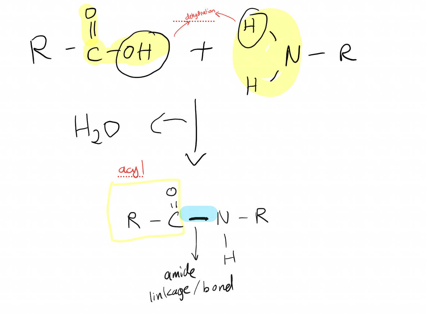 <p>A hydroxyl group is removed from a carboxylic acid group and a proton is removed from an amino group in a dehydration reaction, precipitating a water molecule. The acyl group formed from the carboxylic acid attaches to the central nitrogen from the amino group, forming an amide linkage (N-O) to create an amide functional group</p>