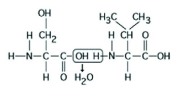 <p><span>Which of the following chemical reactions is represented in the figure?</span></p>