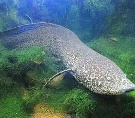 <p>paired fleshy fins; large tooth plates for crushing food; possess lungs and can survive periods outside the water</p>
