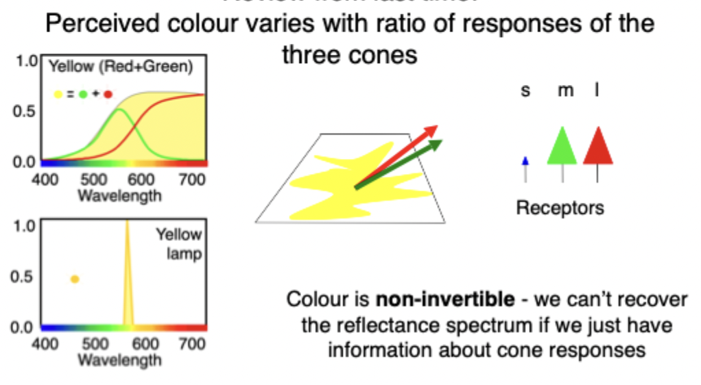 <ul><li><p>Have a spectrum that’s produced by the combination of a red & green light together</p></li><li><p>I have another light that’s purely emitting just a single wavelength, yellow. </p></li><li><p>Both of these have very different spectra but both driving responses of both my long wavelength cones & my medium wavelength cones. Not so much my short wavelength cones</p></li><li><p>Can’t tell based on cone responses alone which of spectra produces this pattern of responses</p></li><li><p>If we just have information about the cone responses, there is no way we can recover that complete spectrum</p></li></ul><p></p>