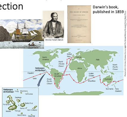 <ul><li><p>Charles Darwin and Alfred Wallace- Natural Selection</p><ul><li><p>The goal of their mission: chart the oceans; collect oceanographic and biological information</p></li></ul></li><li><p>Darwin’s Findings:</p><ul><li><p>He observed differences in the animals in Europe versus those in South America</p></li><li><p>Animals in temperate and tropical regions in South America were similar</p></li><li><p>In the Galapagos Islands, some animals were only found in that area</p><ul><li><p>Island-to-island differences</p></li></ul></li></ul></li></ul><p></p>
