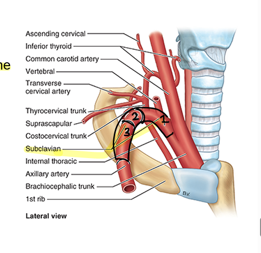 <ul><li><p>named w/ respect to anterior scalene muscle</p></li><li><p>medial (1)</p></li><li><p>posterior (2)</p></li><li><p>lateral (3)</p></li></ul><p></p>