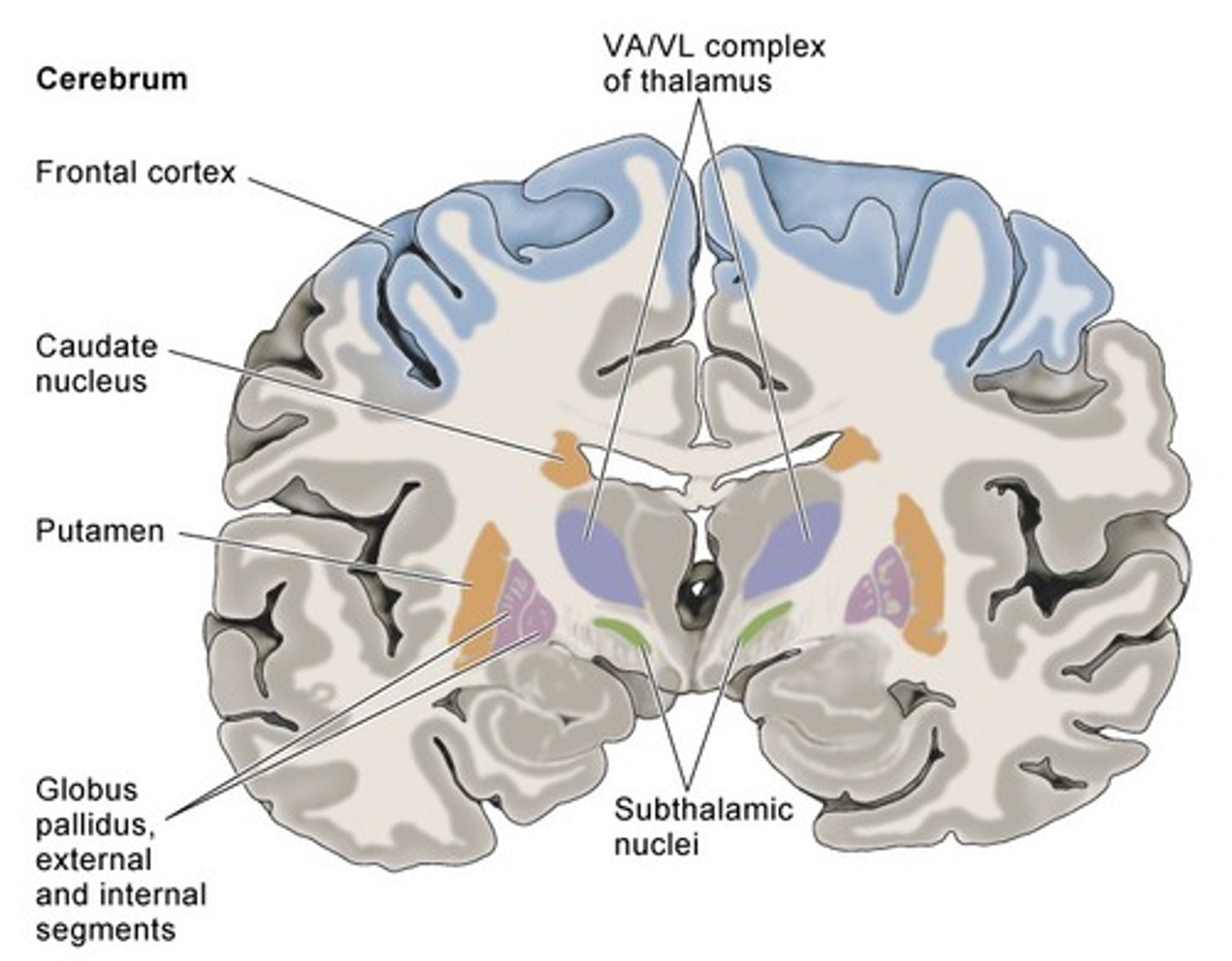 <p>Part of basal nuclei</p>
