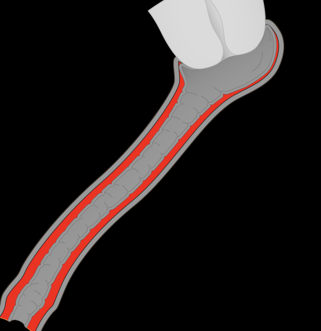 <p>name</p>