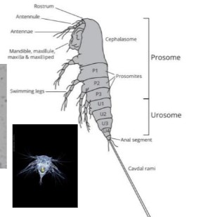 <p>many eating appendages</p>