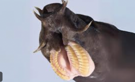 <p><span>class Myxini -  are scavengers</span></p><p><span>Have a skull but lack vertebrae (may have been lost)</span></p>