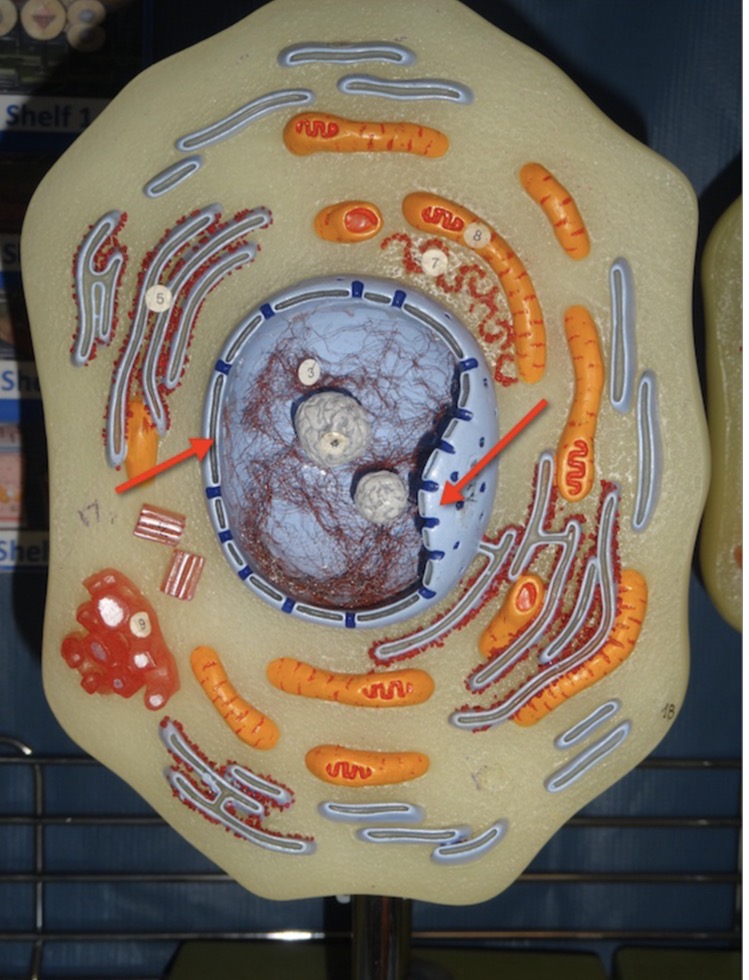 <p>Name the structure that surrounds this organelle</p>