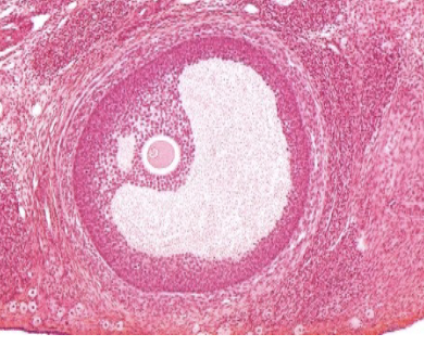 <p>What is this? </p><p>What are the secretions? </p><p>What are the functions? </p>